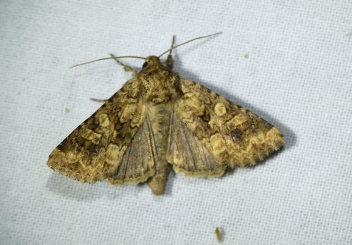 Réf. 257 968 : Conisania luteago